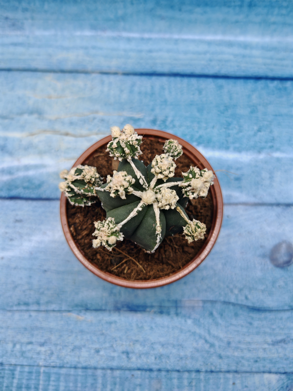 Astrophytum Myriostigma "Hakujo Fukuryu" (Астрофитум)