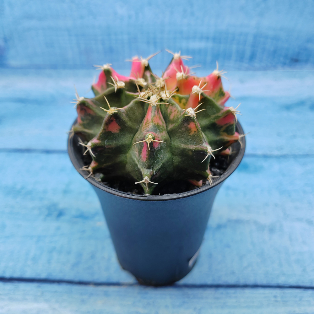 Gymnocalycium Variegata (Гимнокалициум Вариегатный)