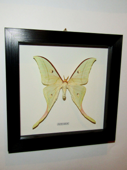 Бабочка Actias selene в рамке