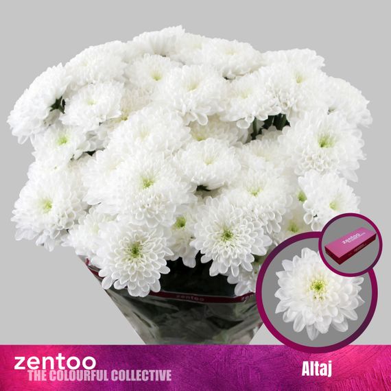 Хризантема кустовая Алтай, Zentoo