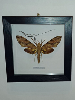 Бражник Xanthopan morganii в рамке