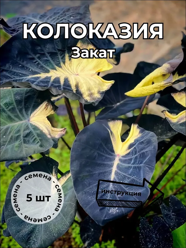 Колоказия Закат — семена, 5 шт.