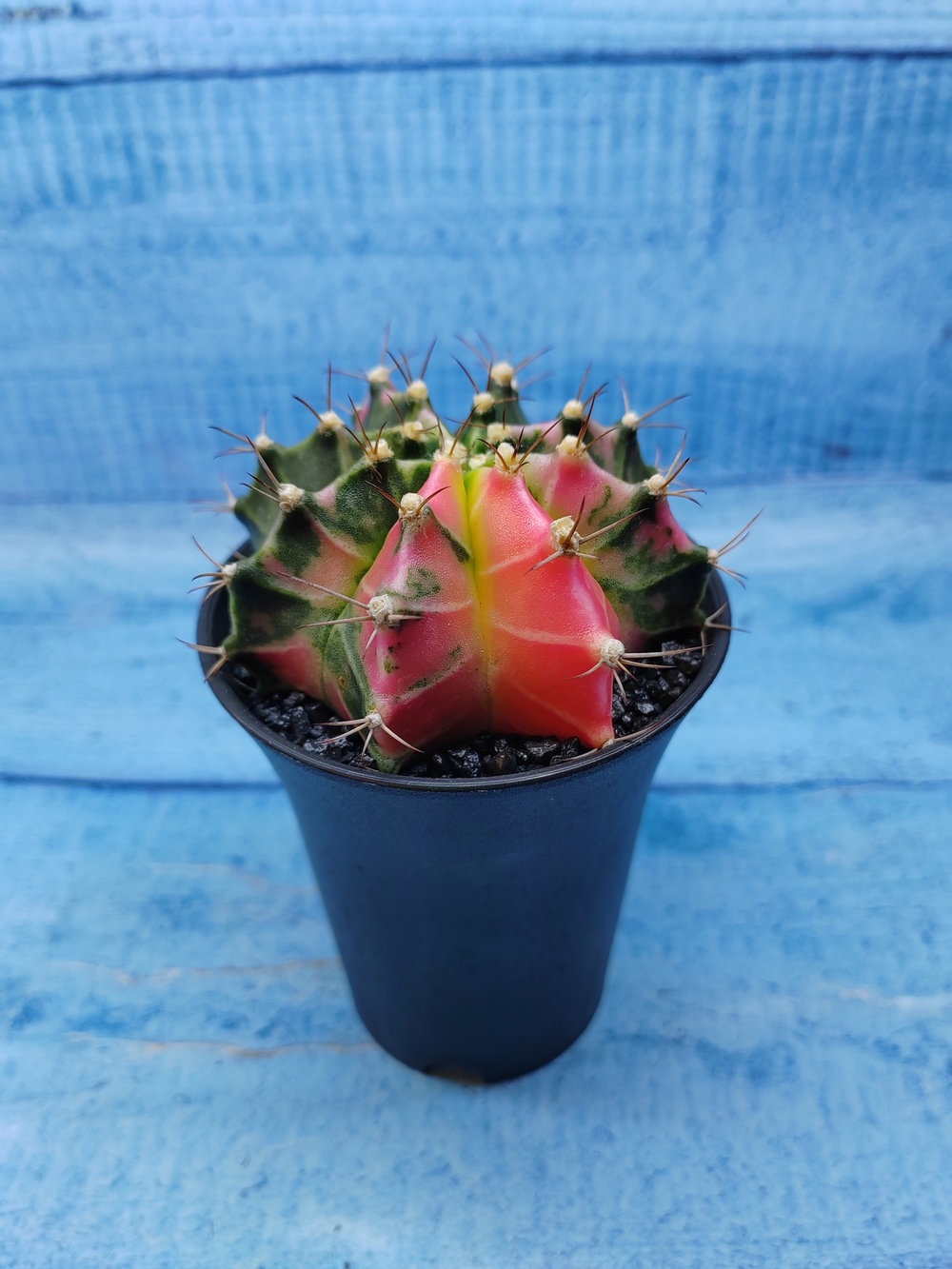 Gymnocalycium Variegata (Гимнокалициум Вариегатный)