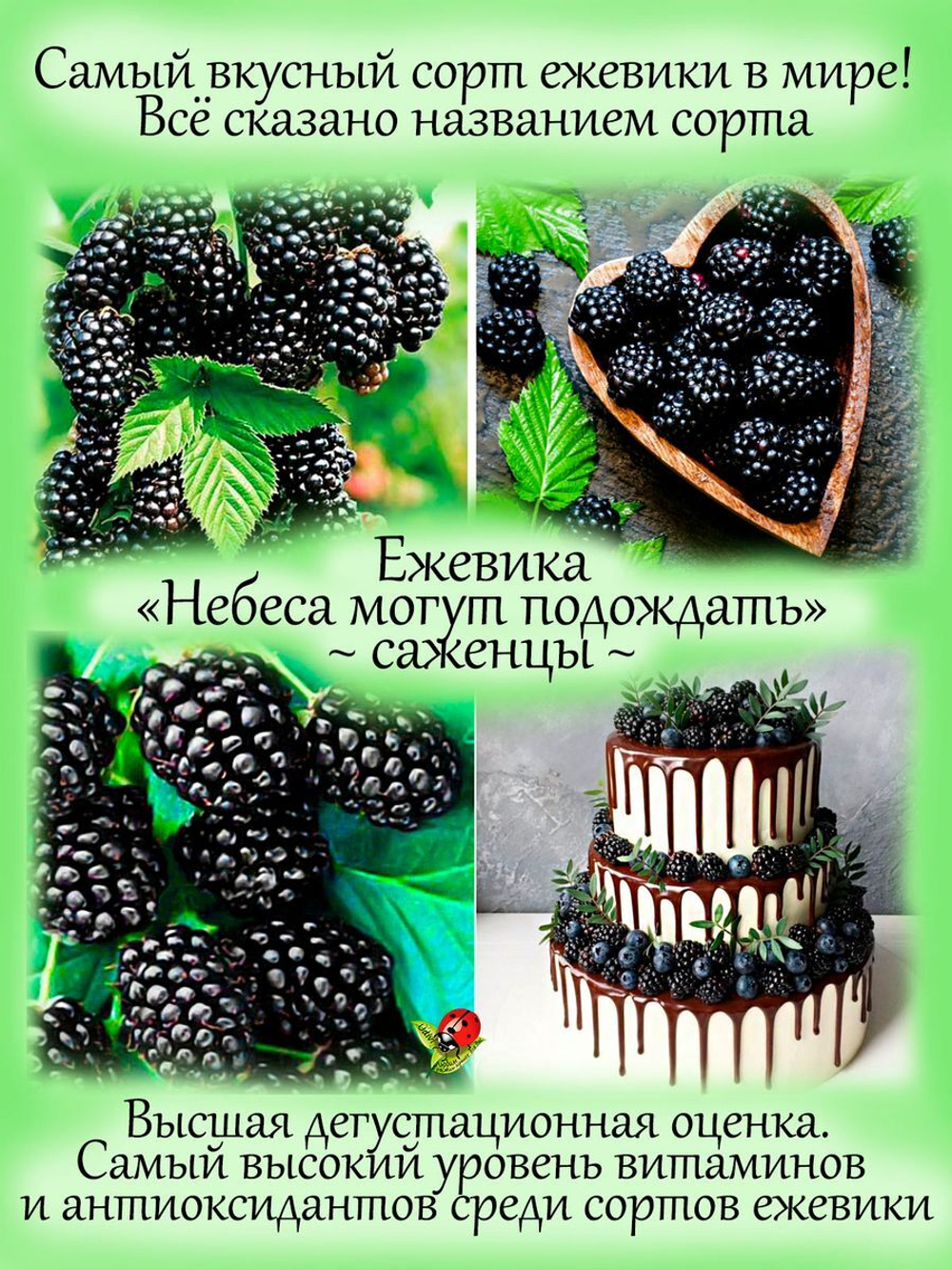 Ежевика Небеса могут подождать самая вкусная