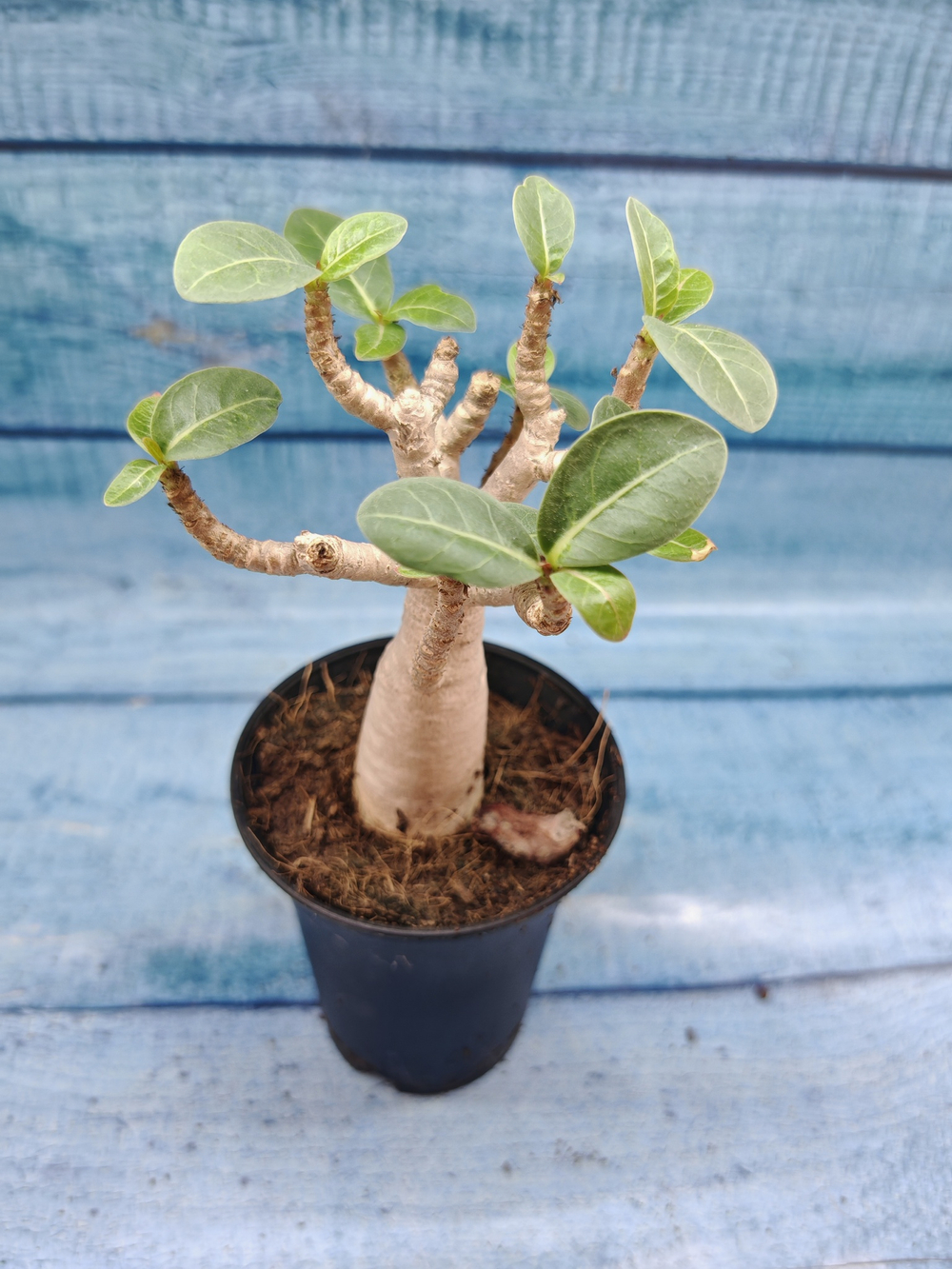 Adenium Baobab (Адениум)
