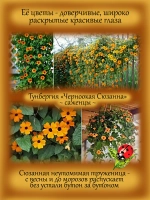 Тунбергия Черноокая Сюзанна лиана