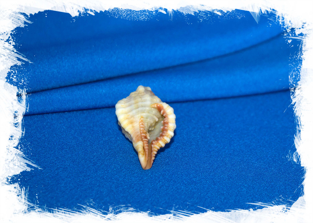 Cymatium trigonum
