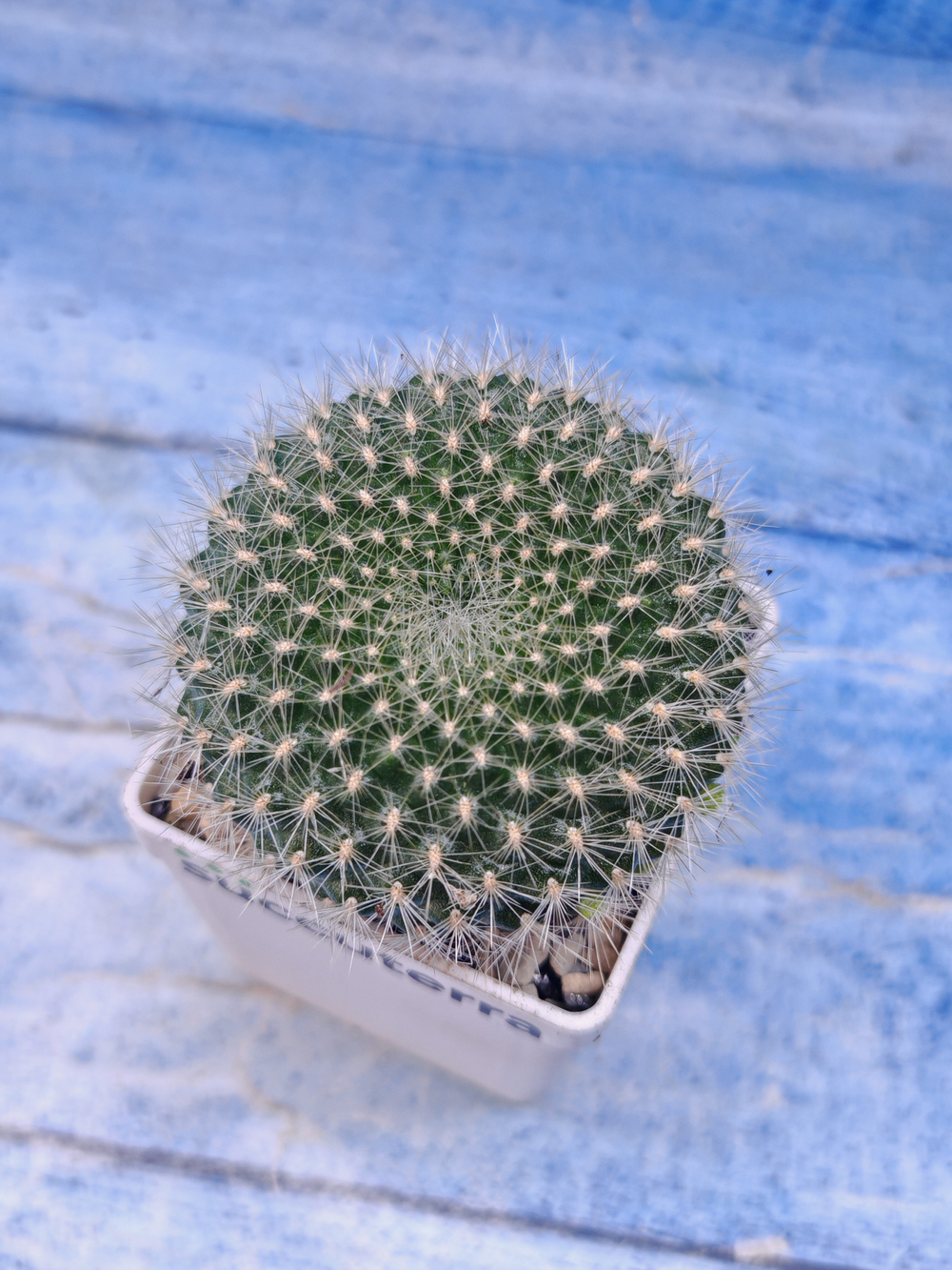 Matucana Haynei (Матукана)