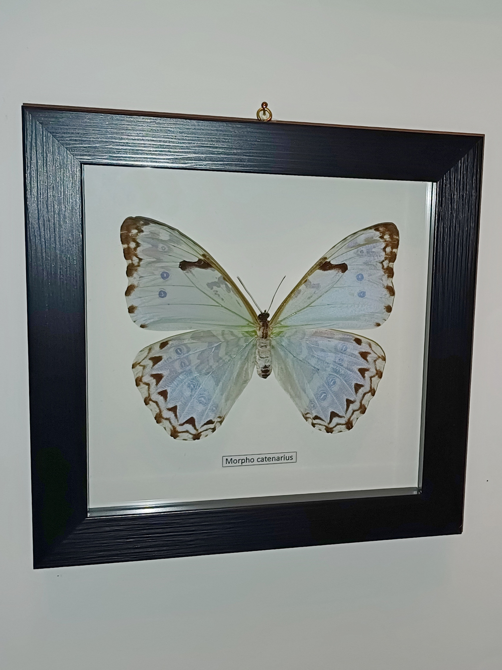 Бабочка Morpho catenaria самка в рамке