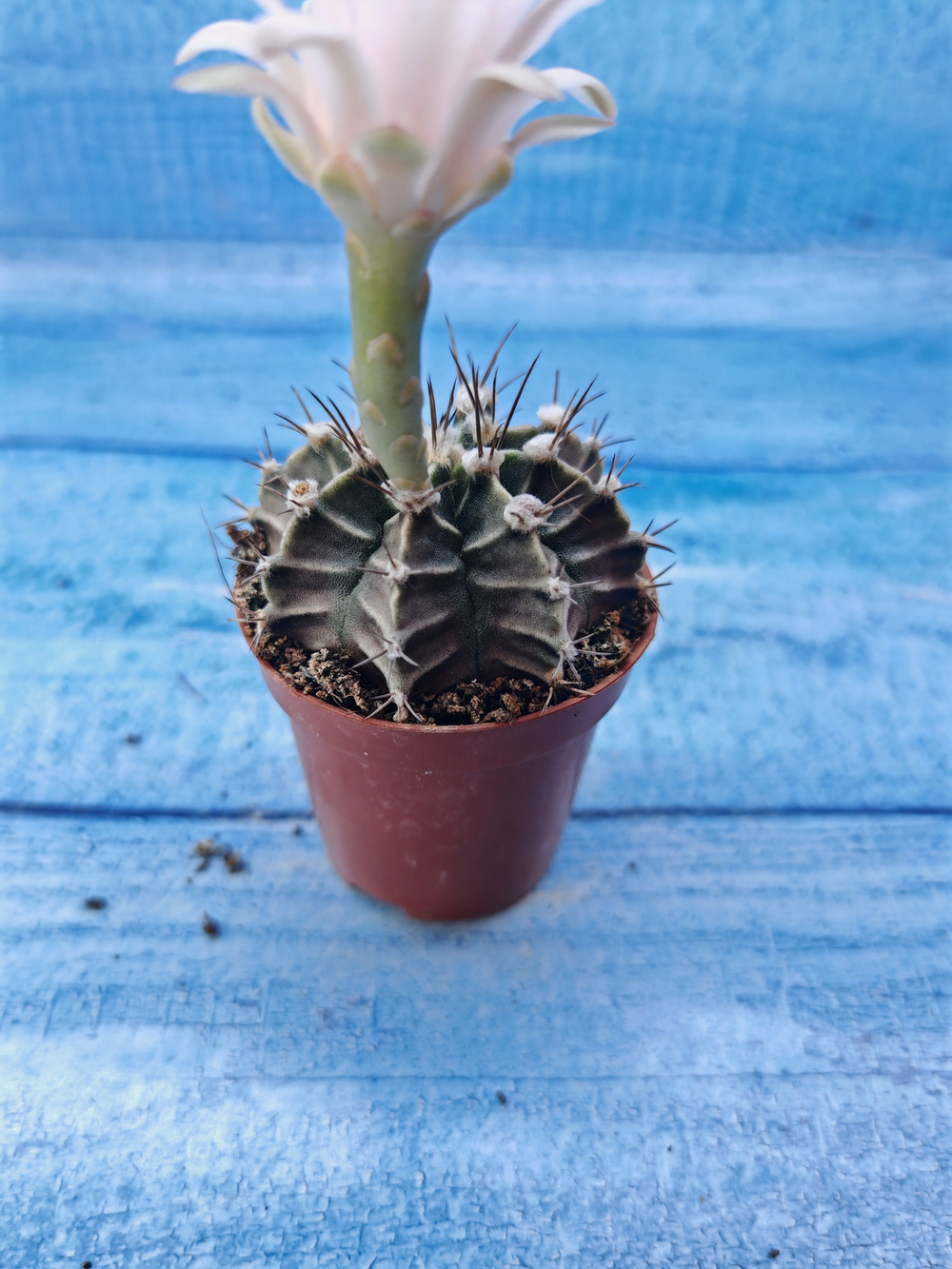 Gymnocalycium Friedrichii (Гимнокалициум)