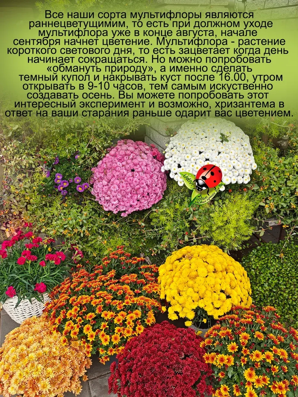 Хризантема мультифлора Брасаунд Дарк Оранж раннецветущая