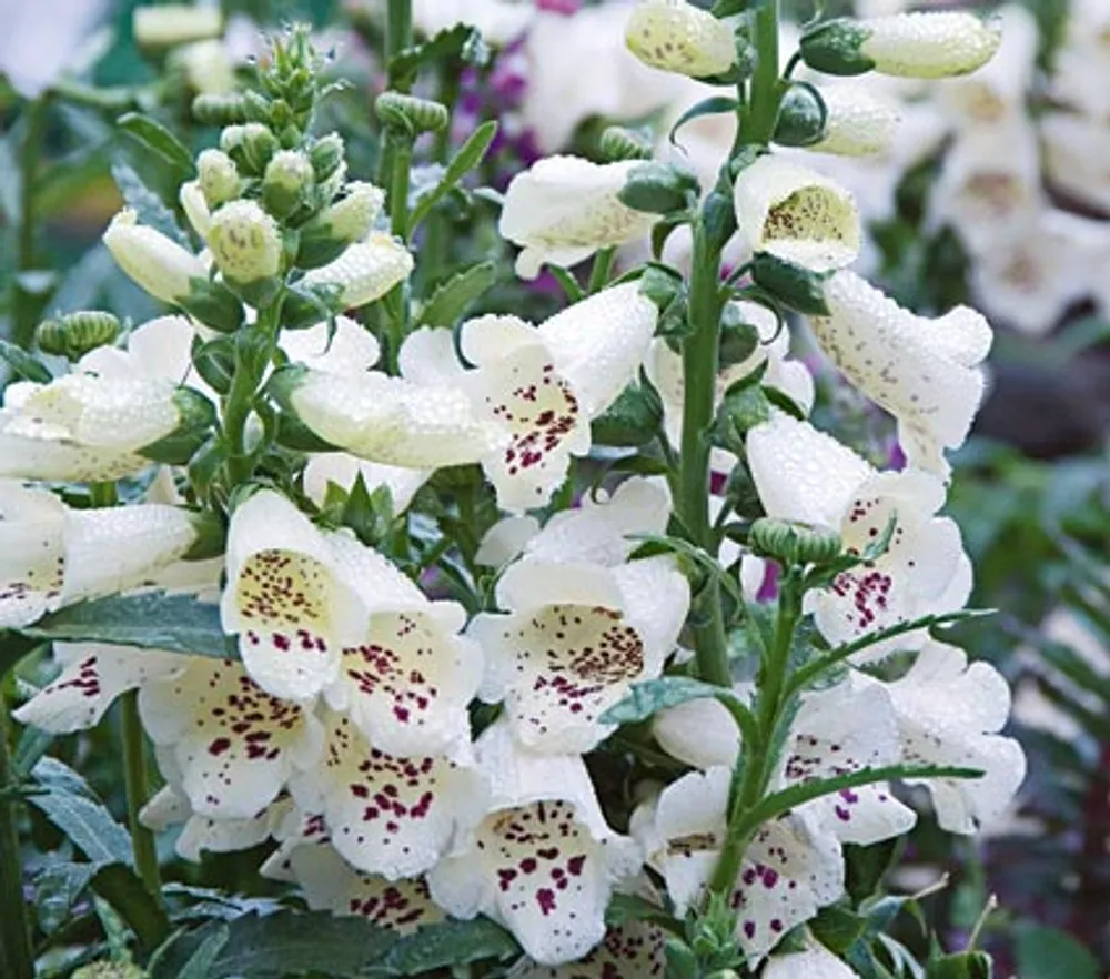 Digitalis Purpurea White Foxglove (Наперстянка)