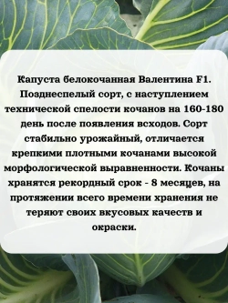 Семена капуста белокочанная Валентина F1 2 гр
