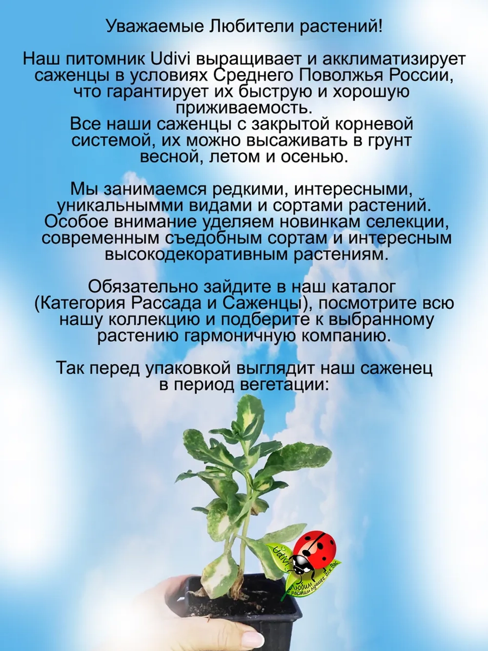 Седум Медиовариегата очиток многолетний