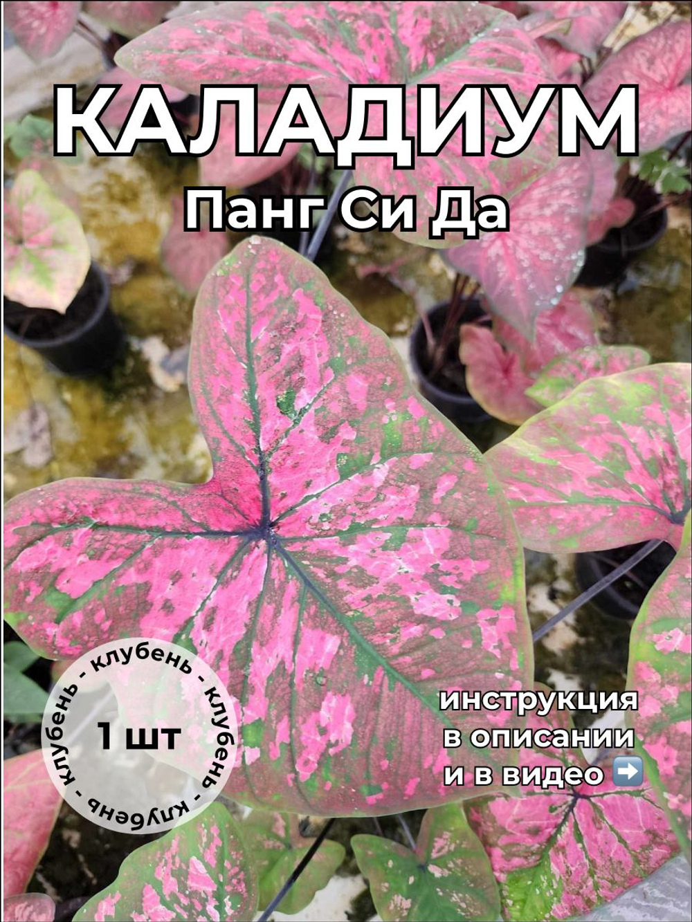 Каладиум Панг Си Да клубень