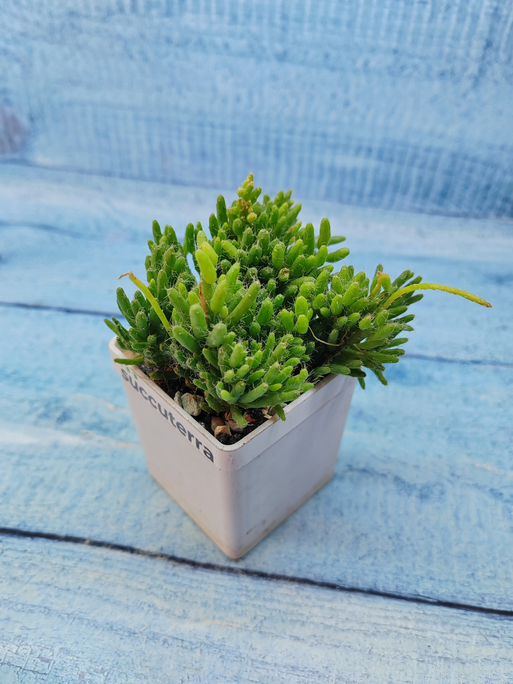 Rhipsalis Mesembryanthemoides (Рипсалис)