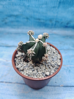 Astrophytum Myriostigma "Hakujo Fukuryu" (Астрофитум)