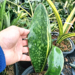 Сансевиерия MACROPHYLLA VAR (S82)
