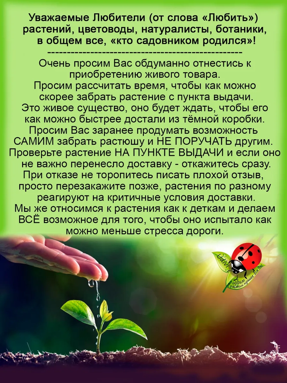 Черноплодная рябина Мулатка арония черноплодная