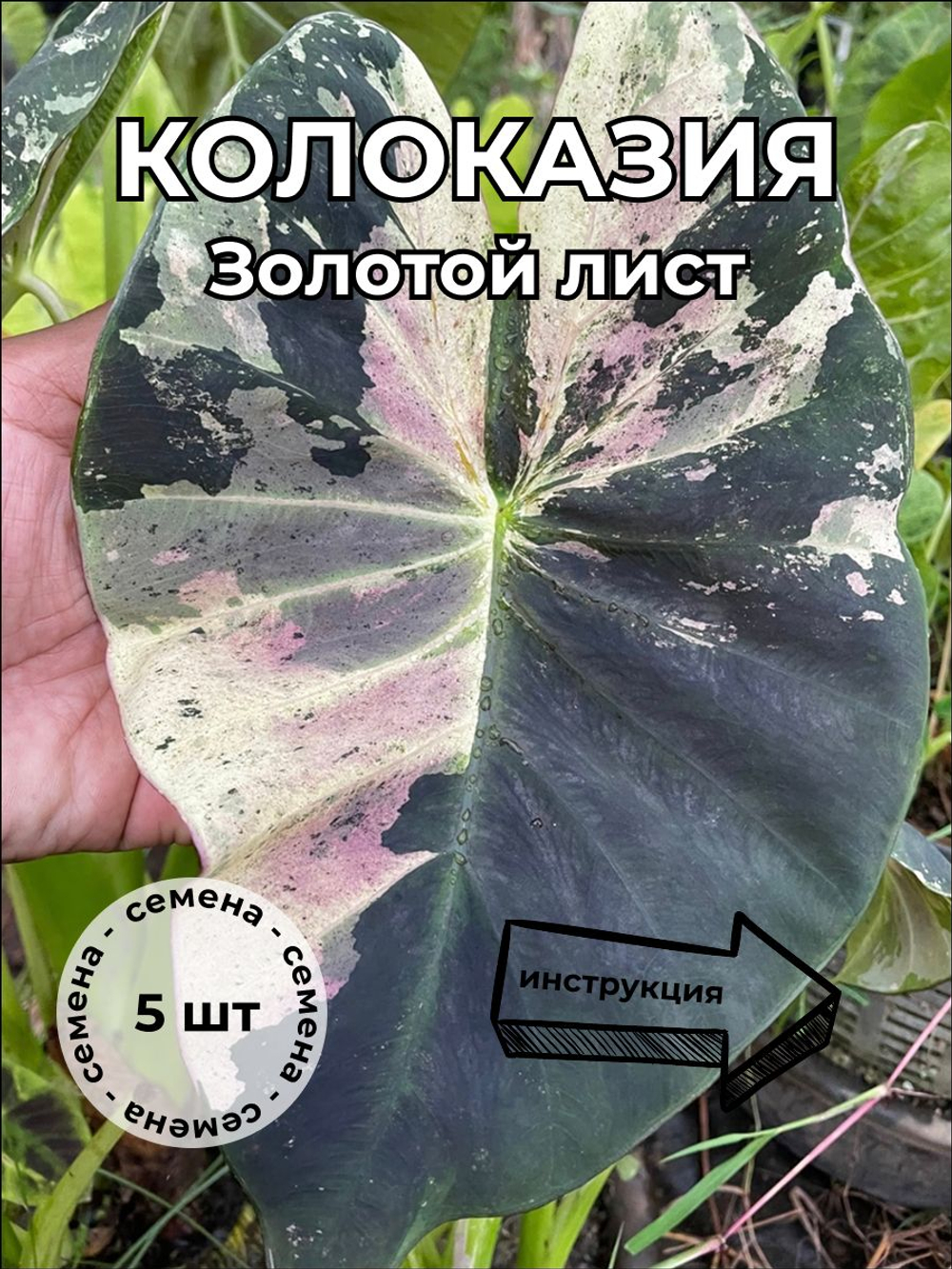 Колоказия Золотой лист семена 5 штук