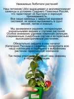 Фуксия Дип Перпл ампельная