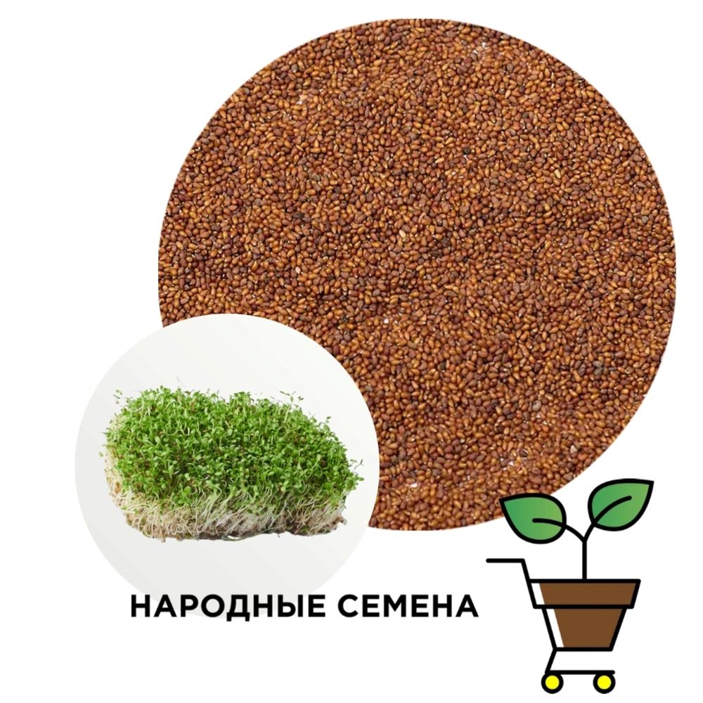 люцерна люба семена
