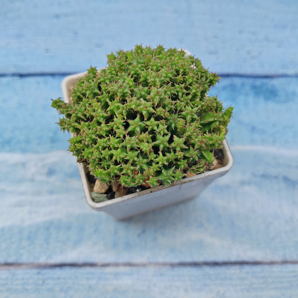 Euphorbia Submammillaris (Эуфорбия)