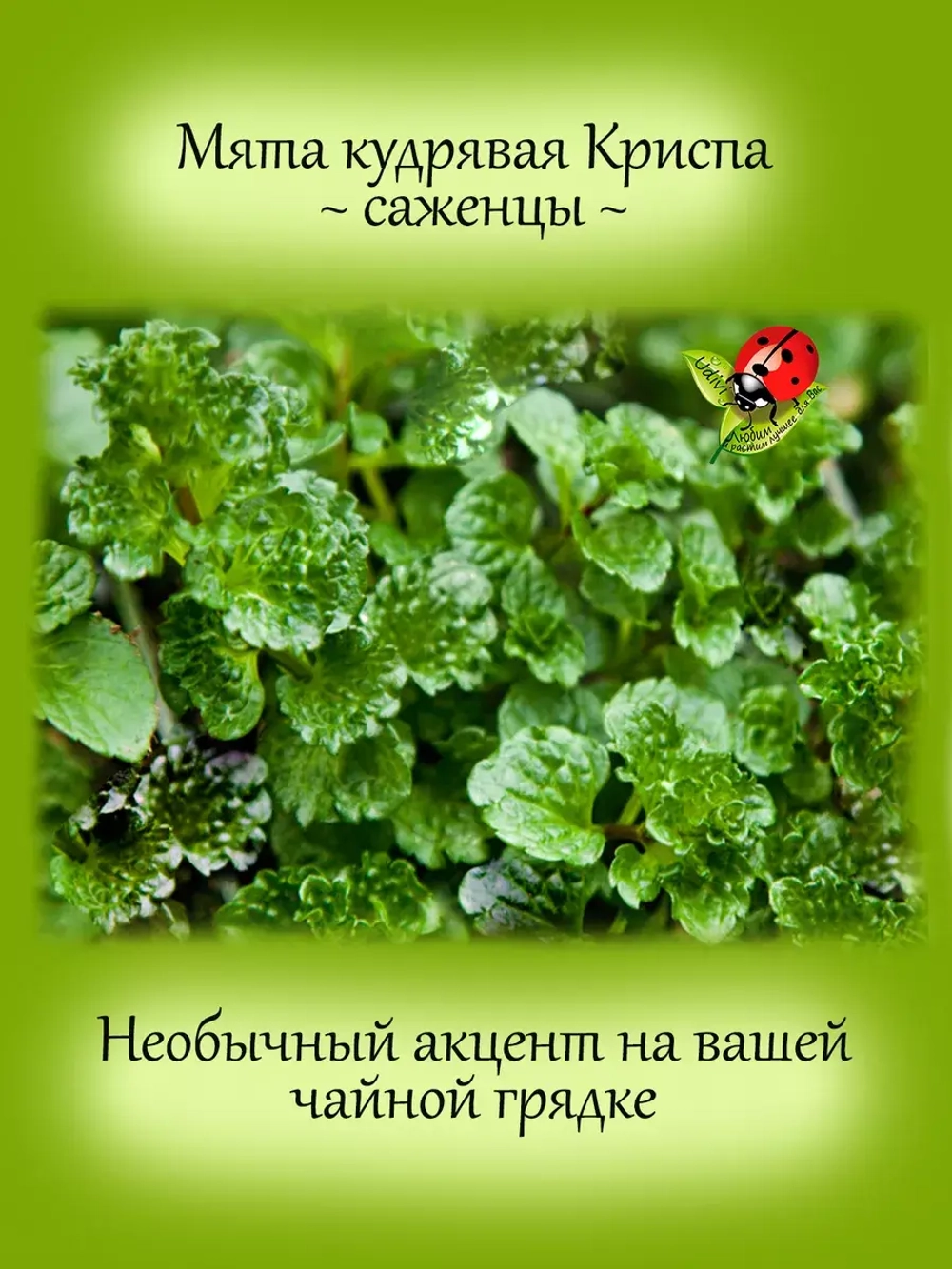 Мята Криспа кудрявая кучерявая