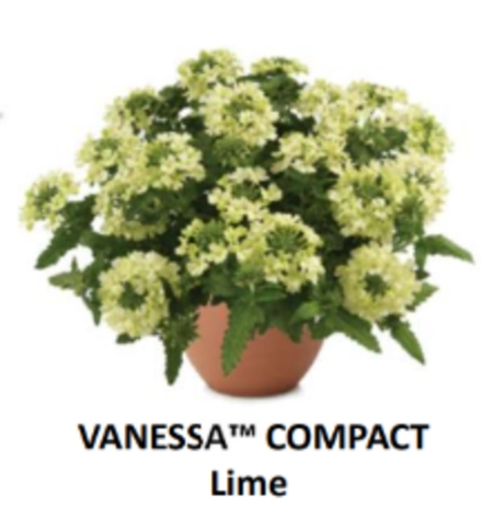 ЕВРО Вербена Vanessa Vanessa Compact Lime укорененный ЕВРО черенок НАЧАЛО ЯНВАРЯ поставка 5