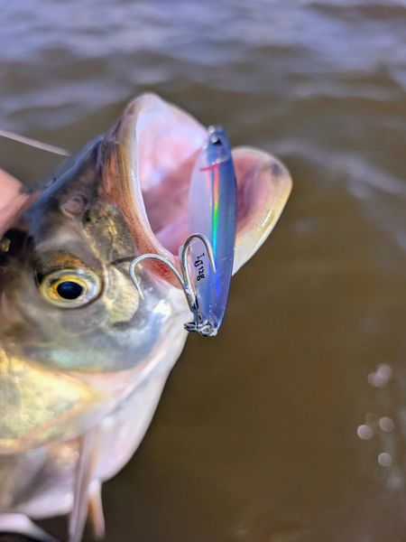Волга изменилась, но жерех ещё удивляет! 🐟