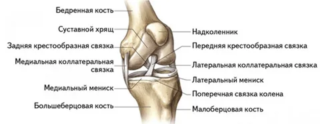 Суставы и связки