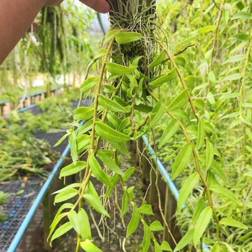 Орхидея DENDROBIUM APHYLLUM