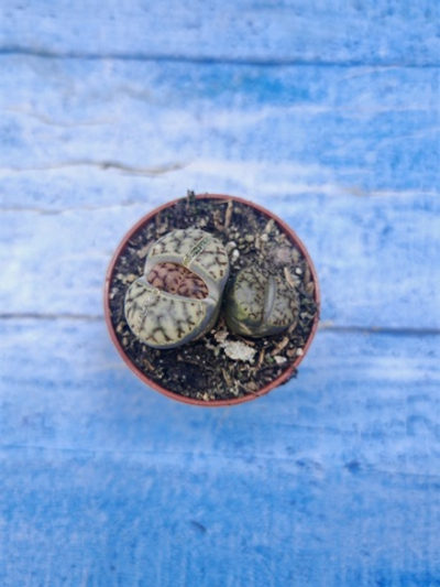 Lithops sp. (Литопсы)