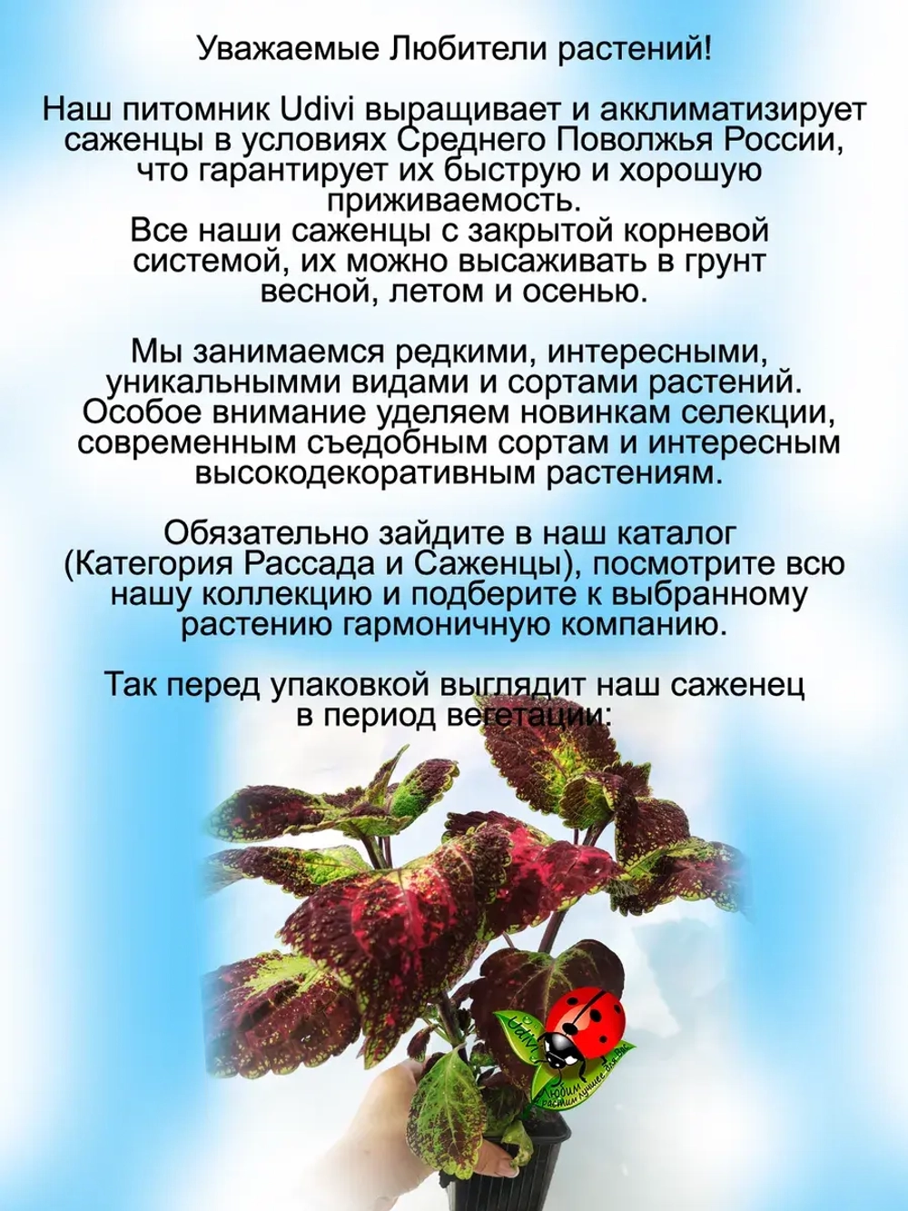 Колеус Аватар