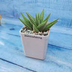 Haworthia Spider White (Хавортия)