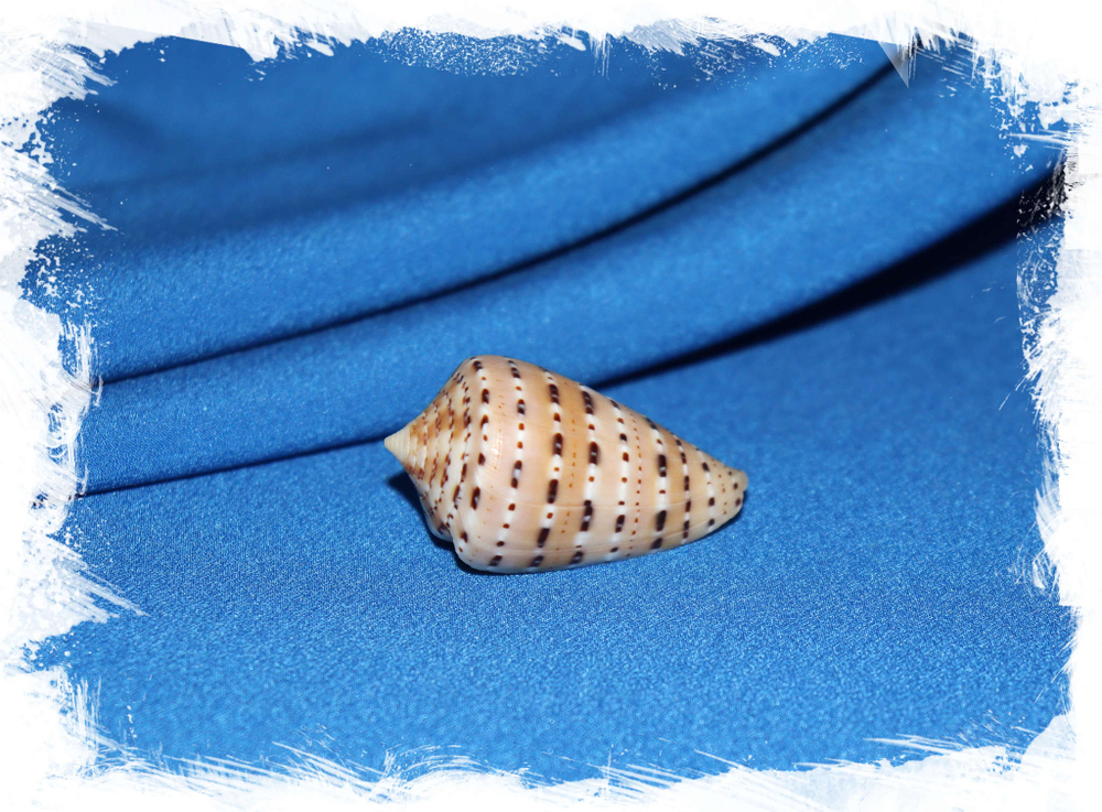 Конус генуатус (Conus genuanus)