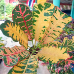 Кротон LIN MANGKORN (K135)
