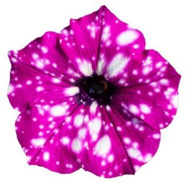 32552 Петуния STARTUNIA PURPLE - горшок 0,5л(P9)