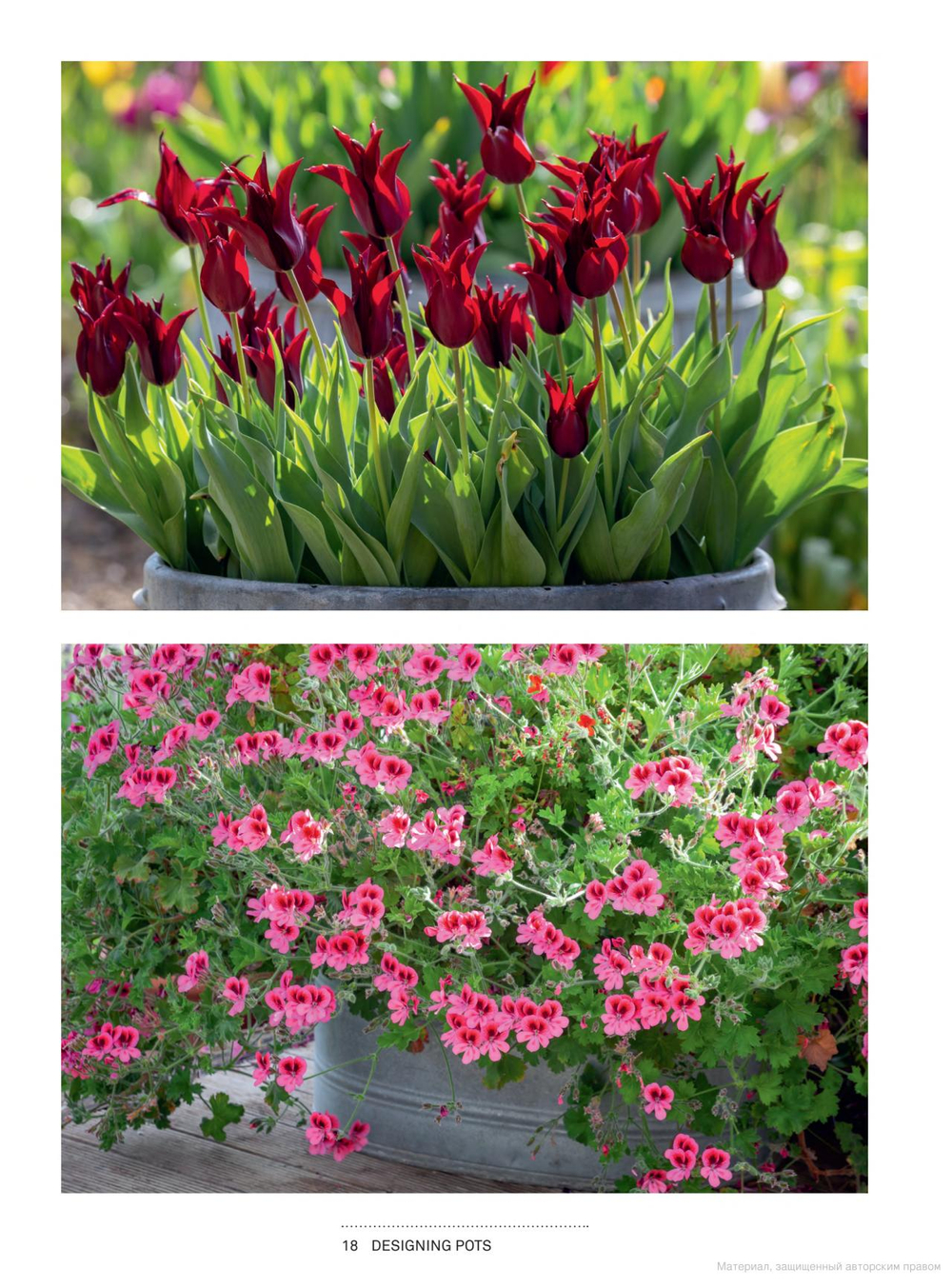 A Year Full of Pots: Container Flowers for All Seasons