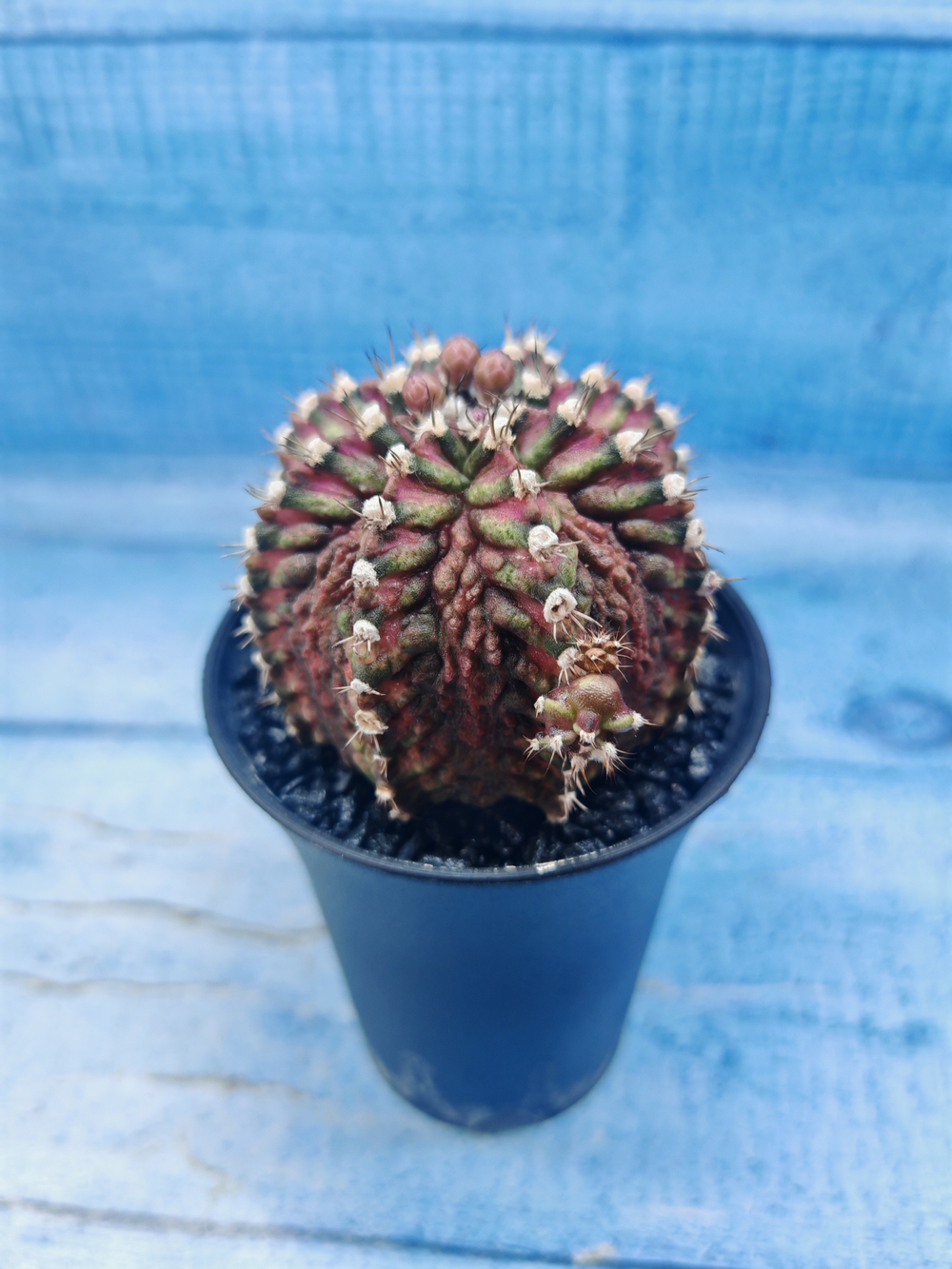 Gymnocalycium T-Rex Pink hybrid (Гимнокалициум)