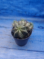 Euphorbia meloformis f. Variegated (Эуфорбия вариегатная)