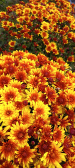 N188 BOREALIE ORANGE
