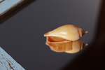 Раковина Стромбус дентатус (Tridentarius dentatus)