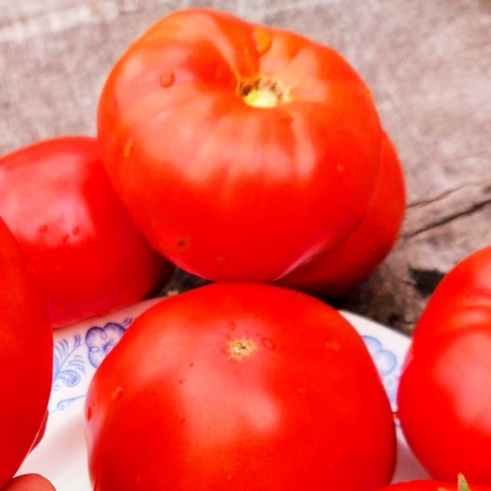 Помидоры Первая Любовь - First Love Tomato