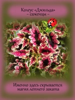 Колеус Джильда вегетативный