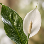 gallery_role_macro_v1