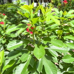Ятрофа цельнокрайняя красная – Jatropha integerrima red