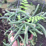Рипсалис BACCIFERA SSP HORRIDA (P75)