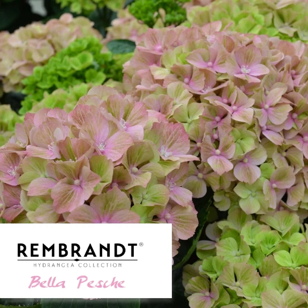 Рембрандт Белла Пич (Rembrandt Bella Pesche) р14 Европа весна 2026 г