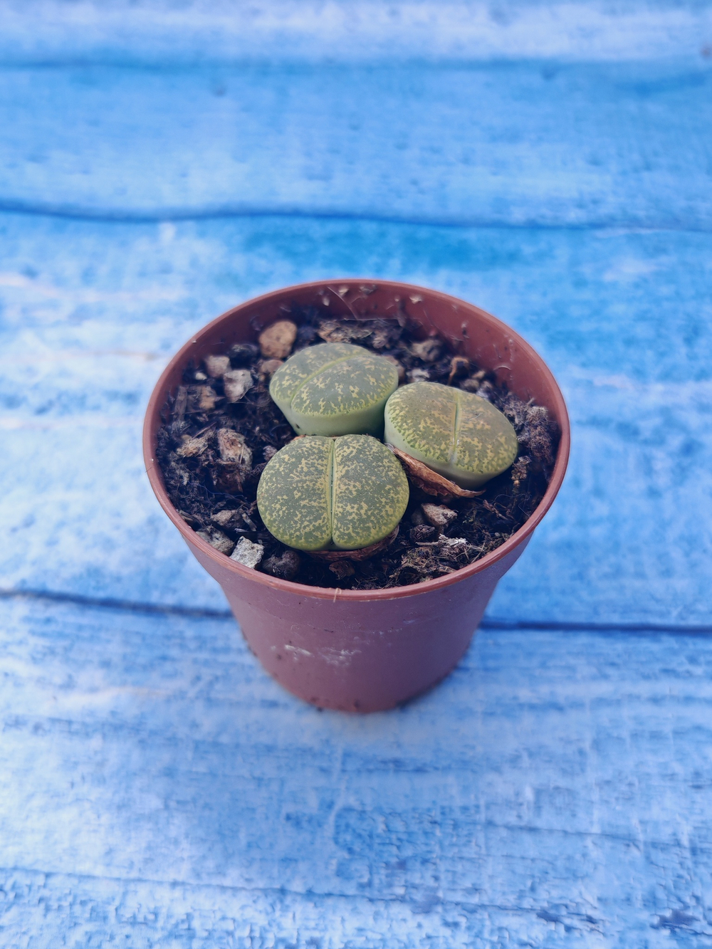 Lithops sp. (Литопсы)